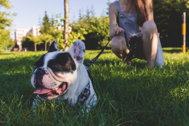 french bulldog